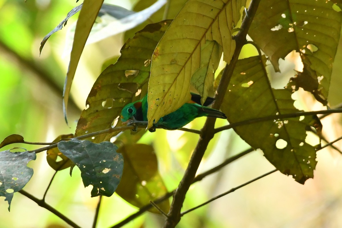 Orange-eared Tanager - ML624556419