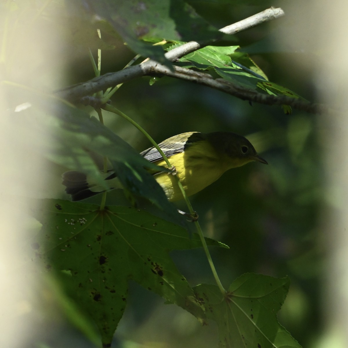 Magnolia Warbler - ML624556420