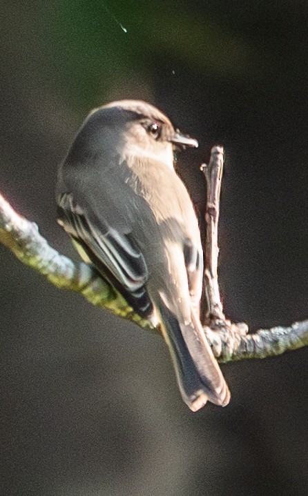 Eastern Phoebe - ML624556421