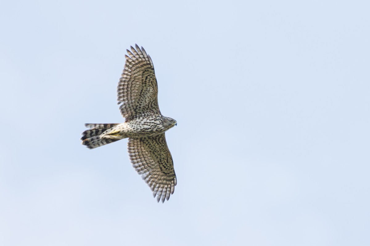 American Goshawk - ML624556422