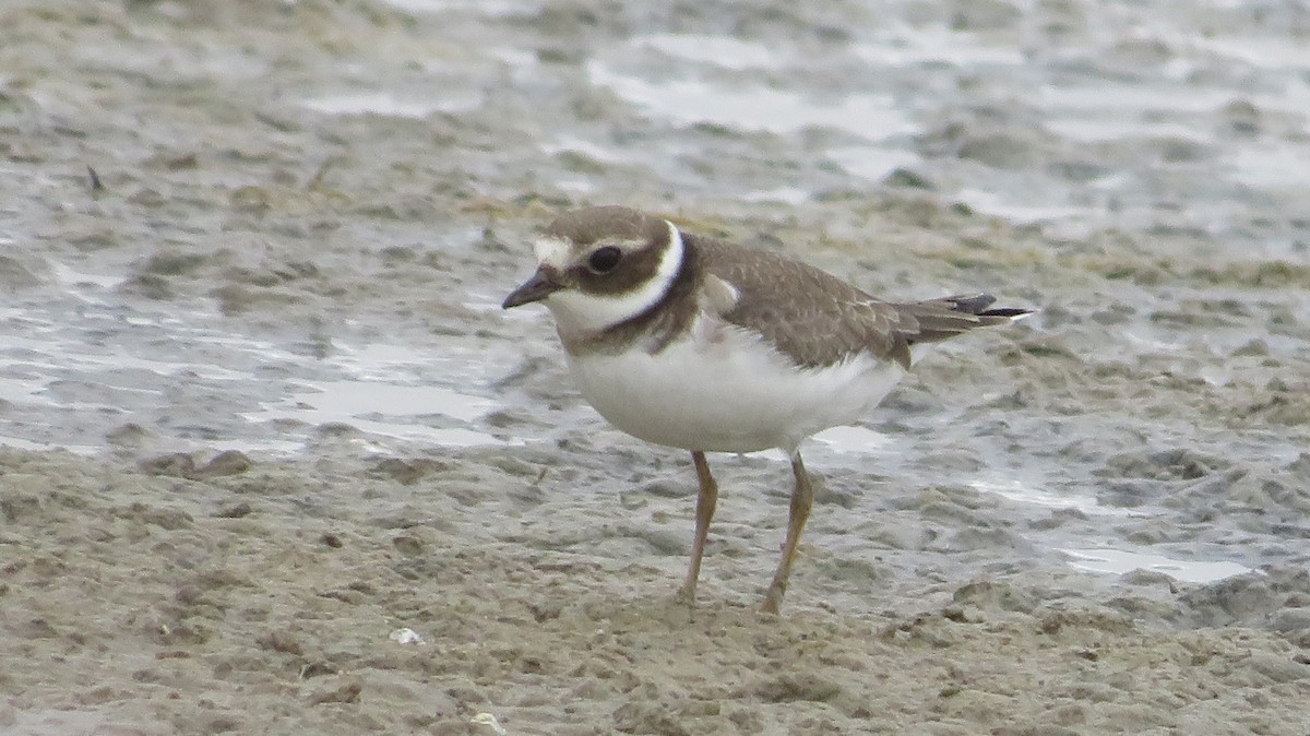 Common Ringed Plover - ML624556423