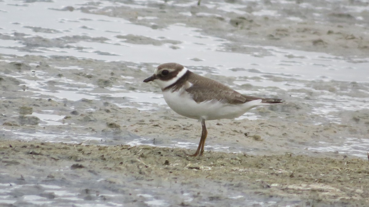 Common Ringed Plover - ML624556424