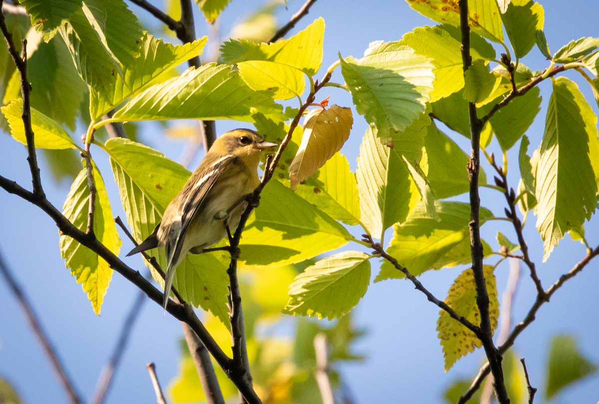 Blackburnian Warbler - ML624556425