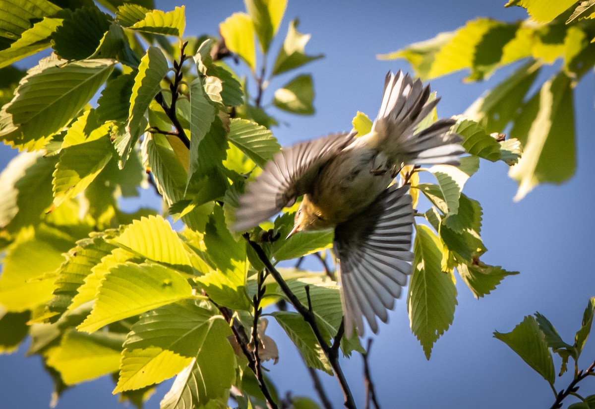 Blackburnian Warbler - Maria Moyser