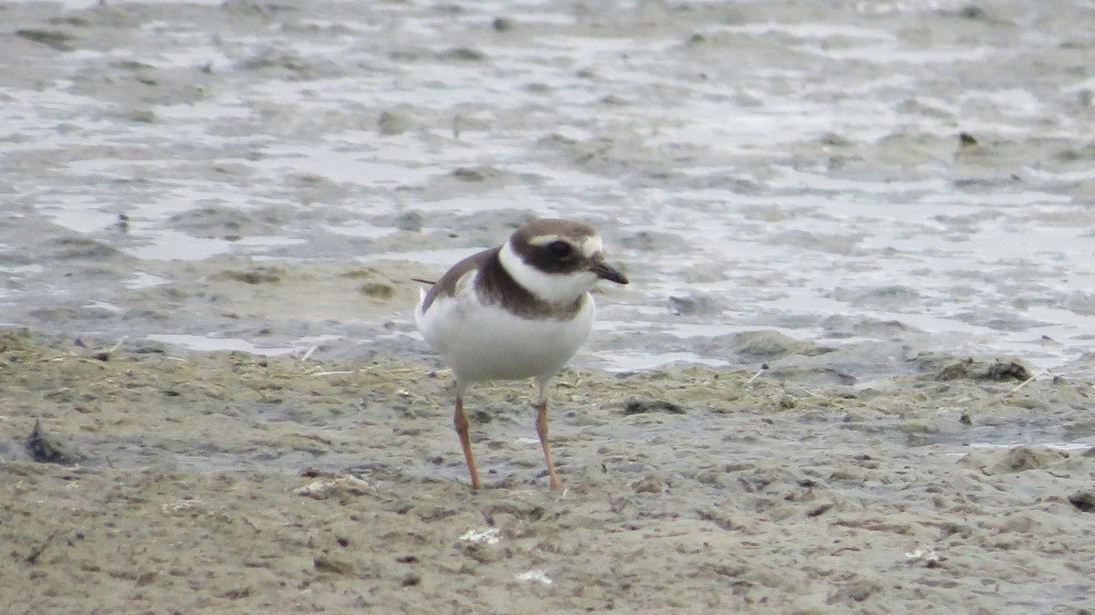 Common Ringed Plover - ML624556427