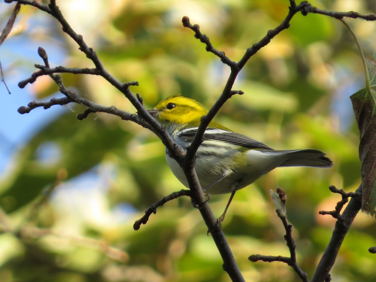 Black-throated Green Warbler - ML624556428