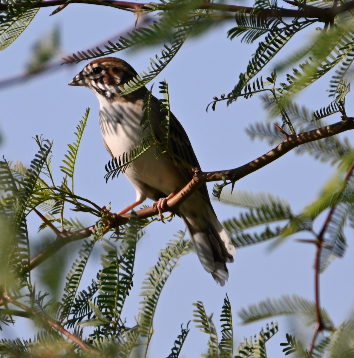 Lark Sparrow - ML624556429