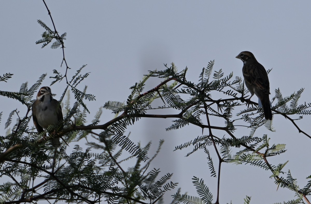 Lark Sparrow - ML624556430