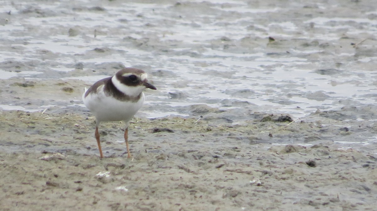 Common Ringed Plover - ML624556431