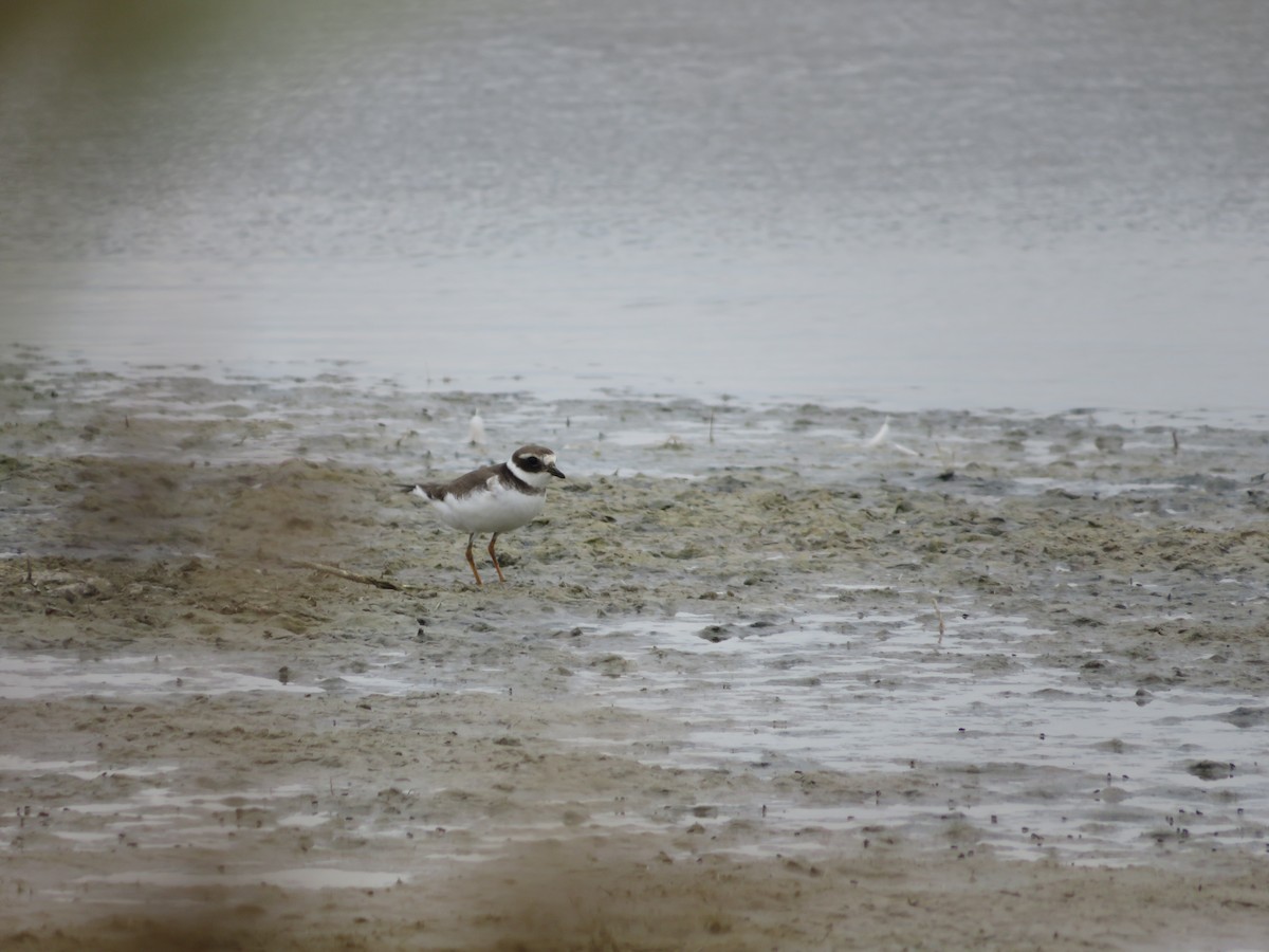 Common Ringed Plover - ML624556432