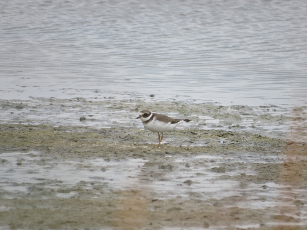 Common Ringed Plover - ML624556433