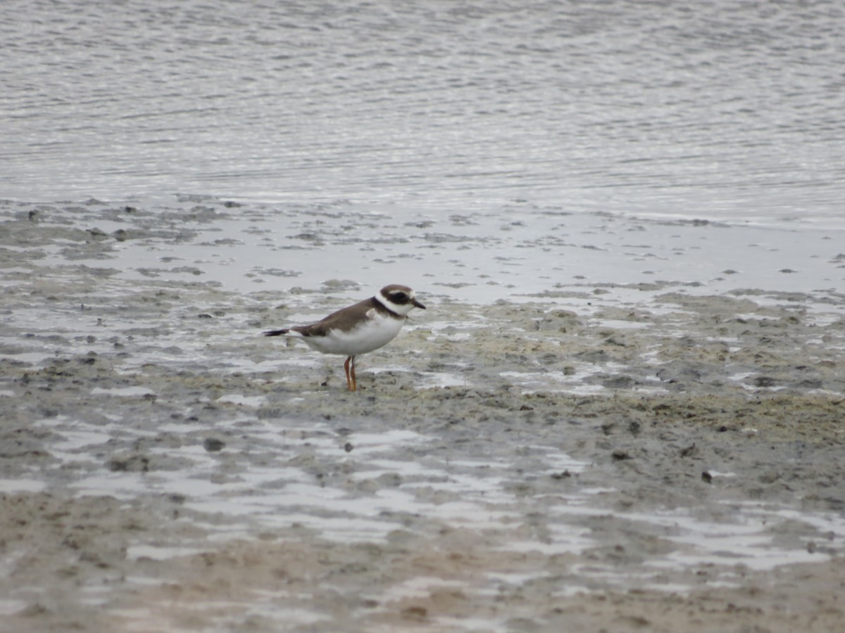 Common Ringed Plover - ML624556434