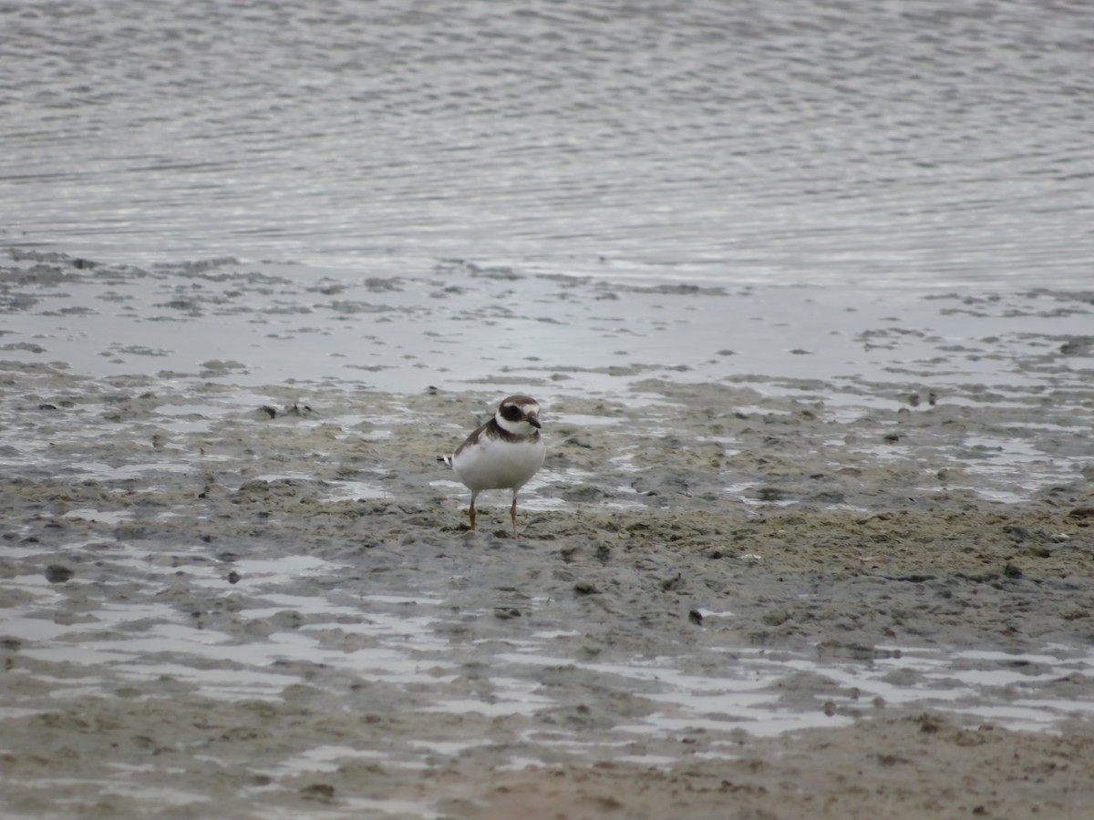 Common Ringed Plover - Samuel de la Calle San José