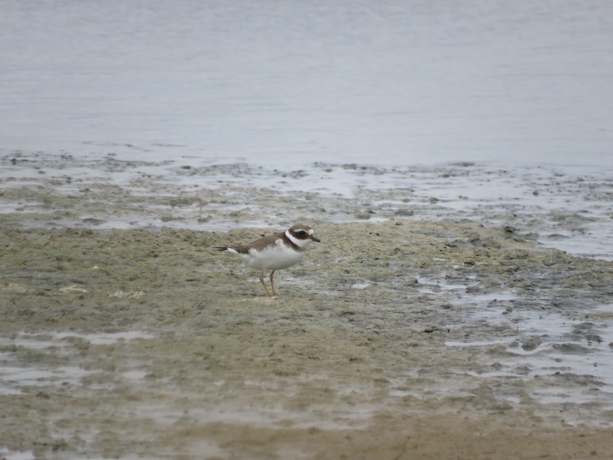 Common Ringed Plover - ML624556436