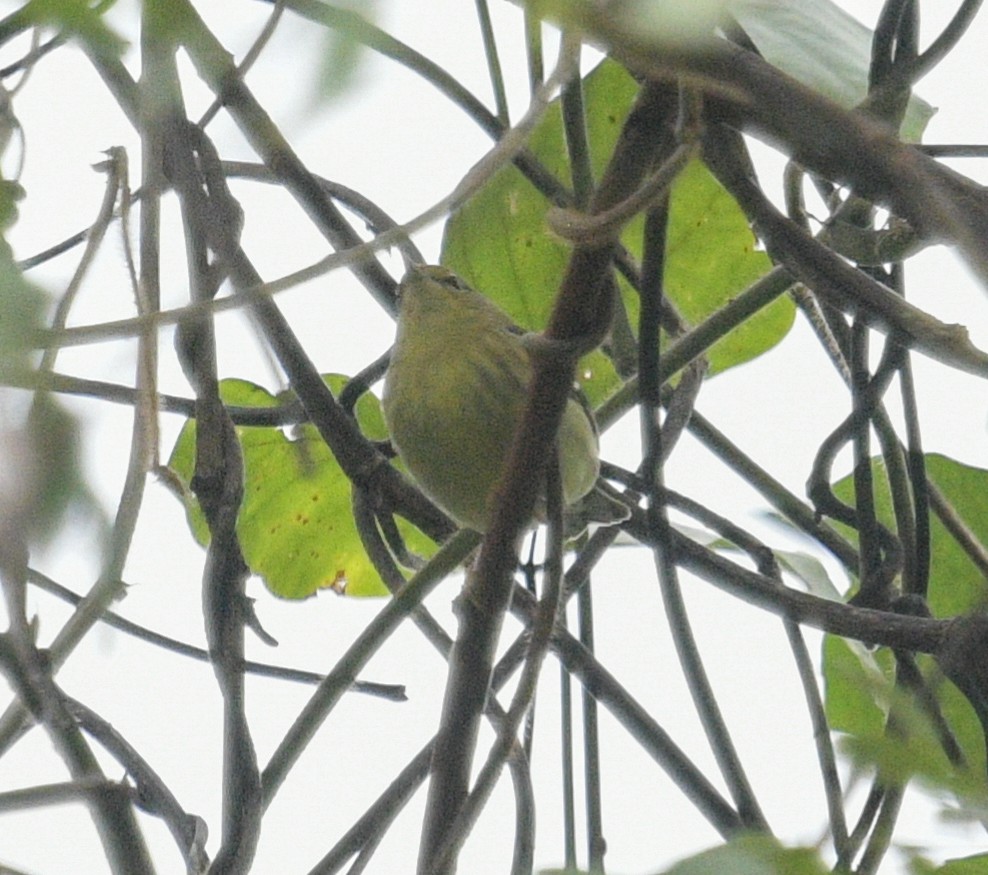 Blackpoll Warbler - ML624556438