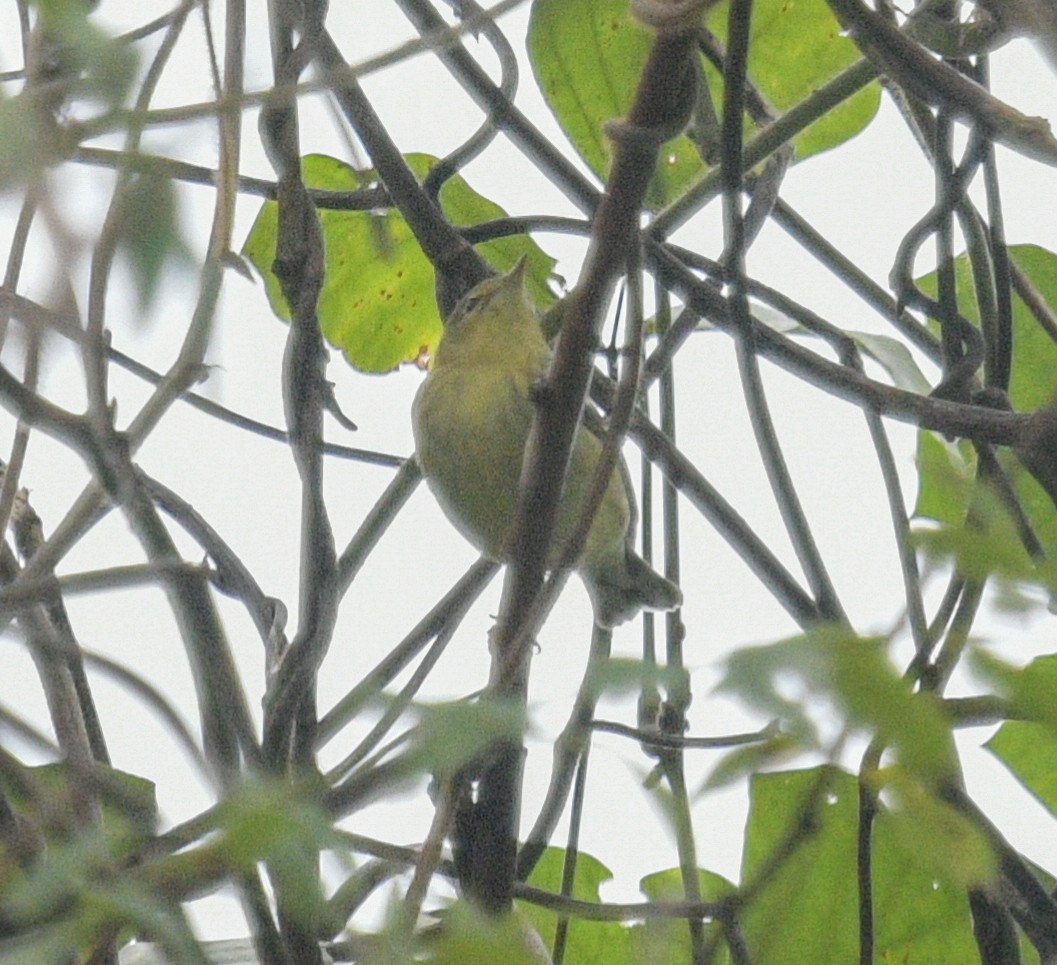 Blackpoll Warbler - Margaret Poethig