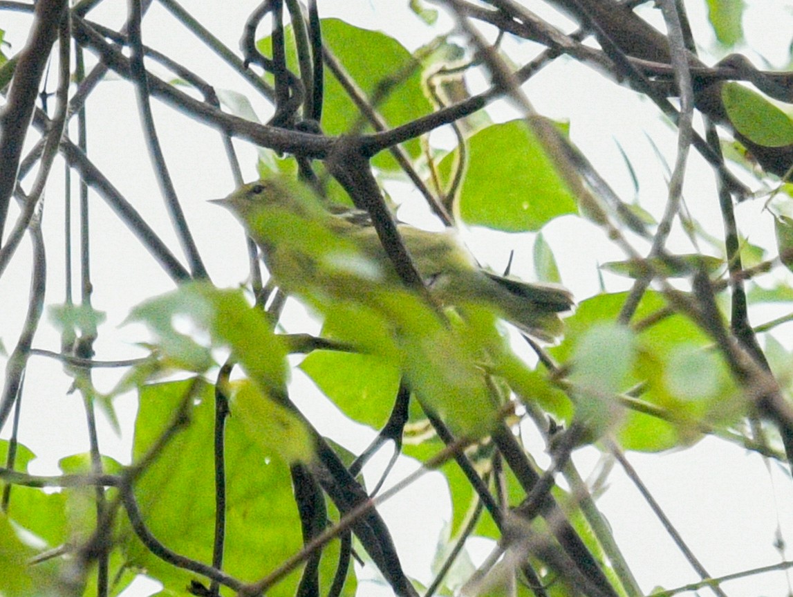 Blackpoll Warbler - ML624556440