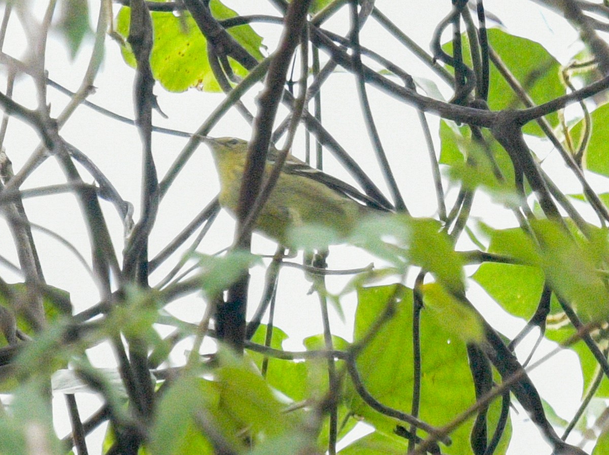 Blackpoll Warbler - ML624556441