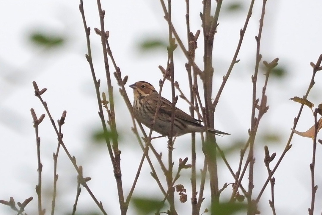 Little Bunting - ML624556443