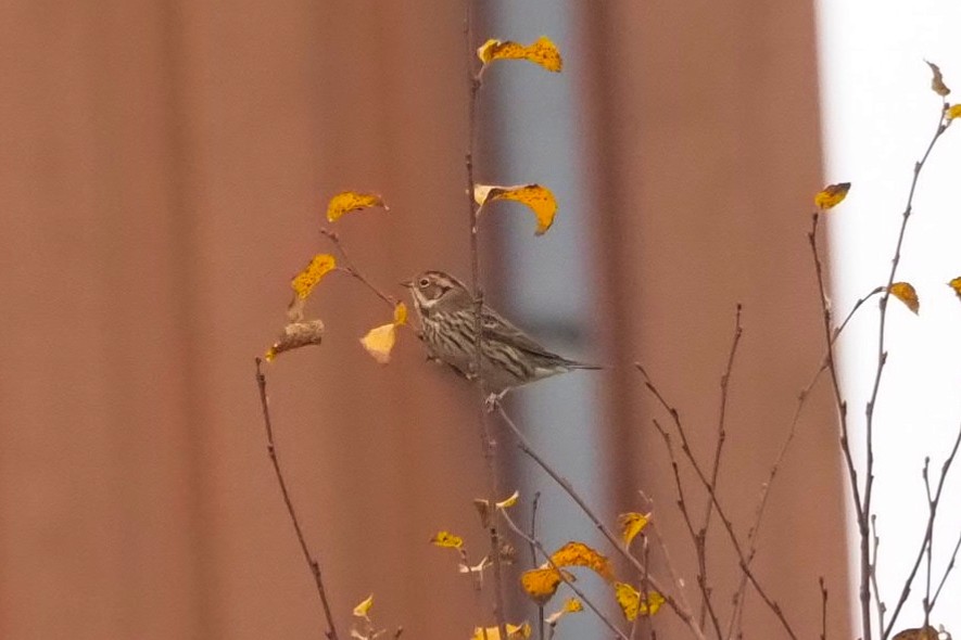 Little Bunting - ML624556444