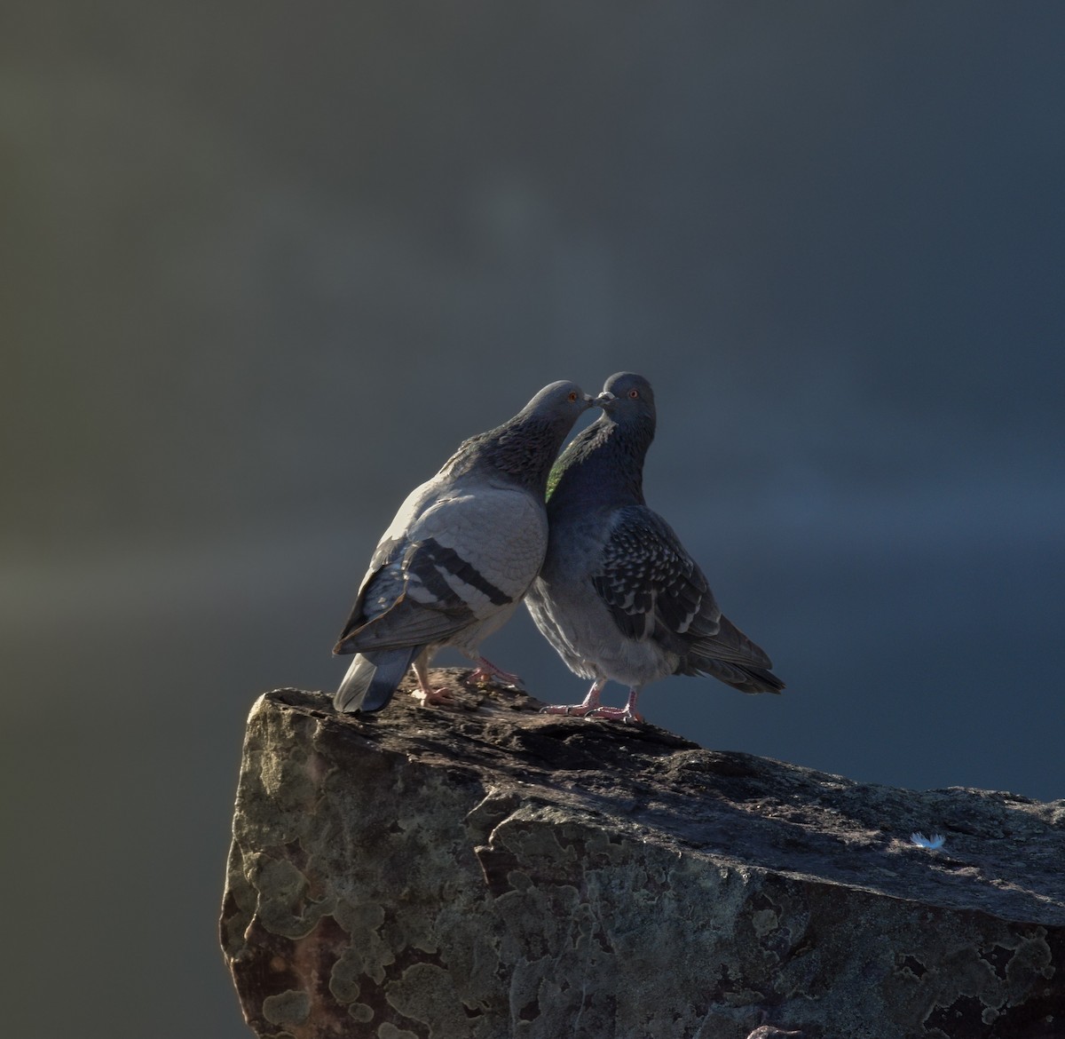 Rock Pigeon (Feral Pigeon) - Josiah Santiago