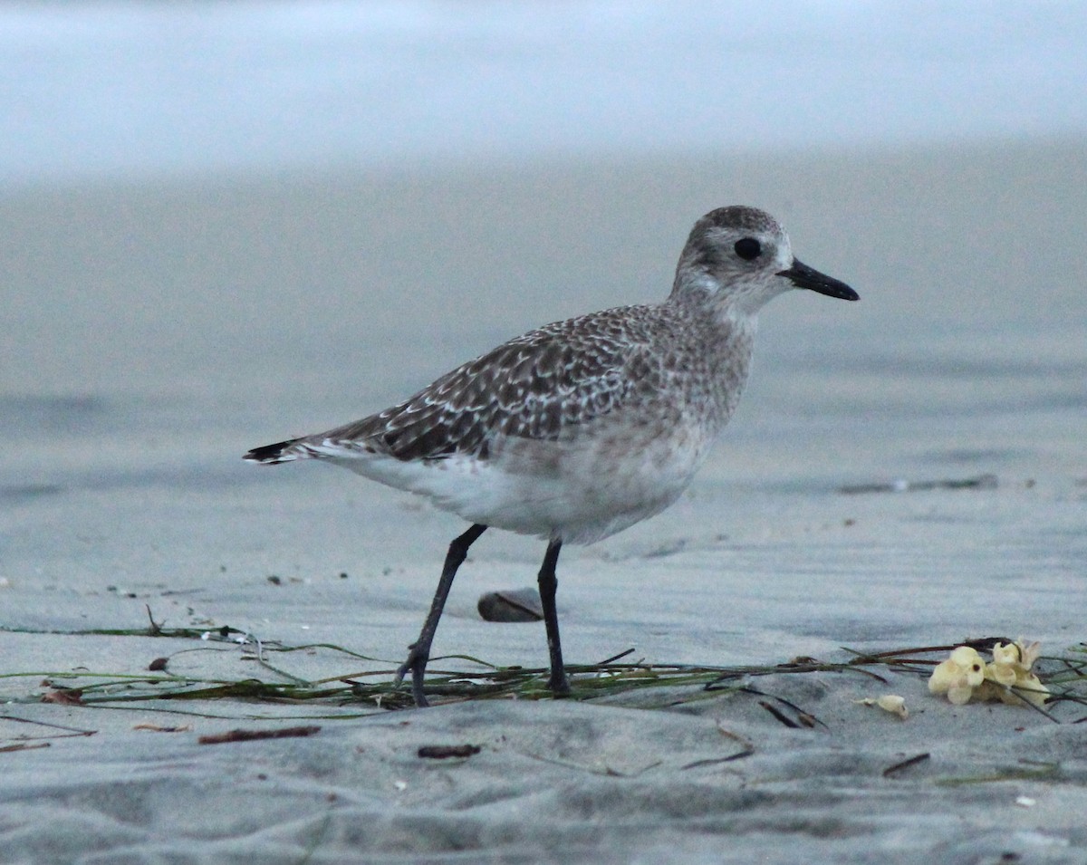 Black-bellied Plover - ML624556448