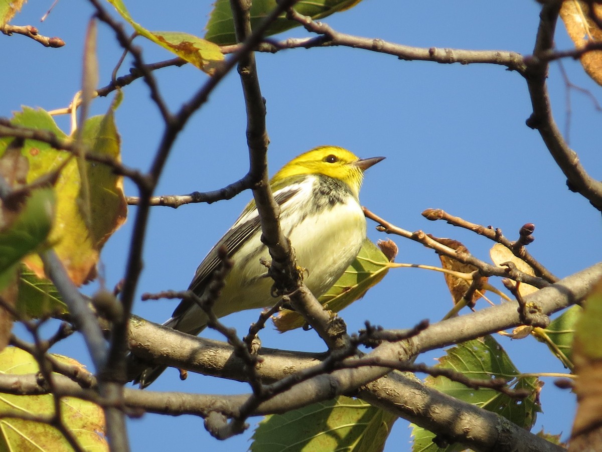 Black-throated Green Warbler - ML624556452