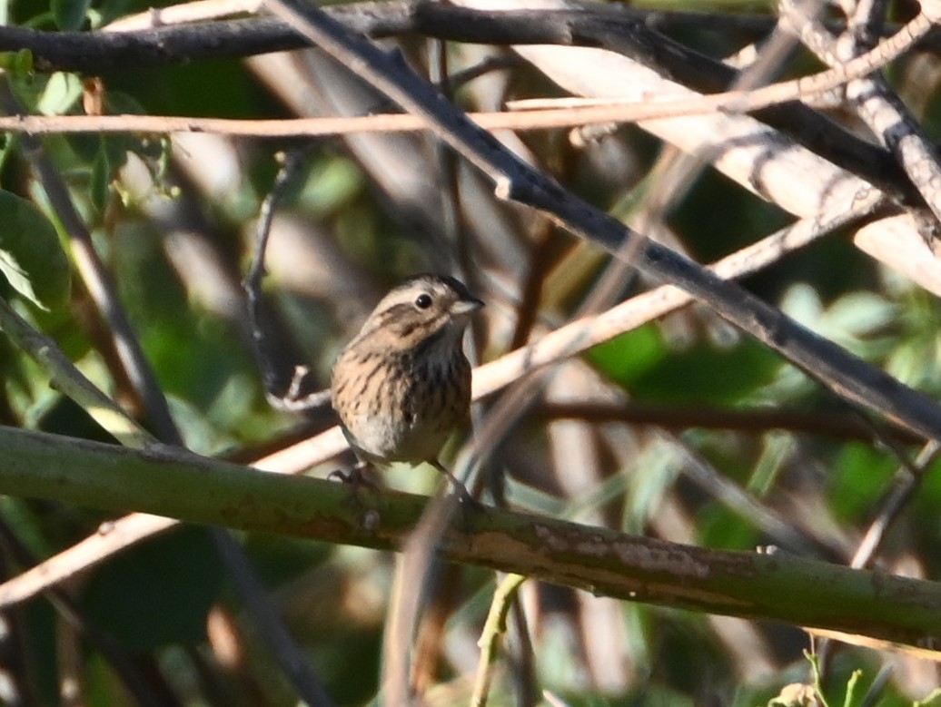 Lincoln's Sparrow - ML624556453