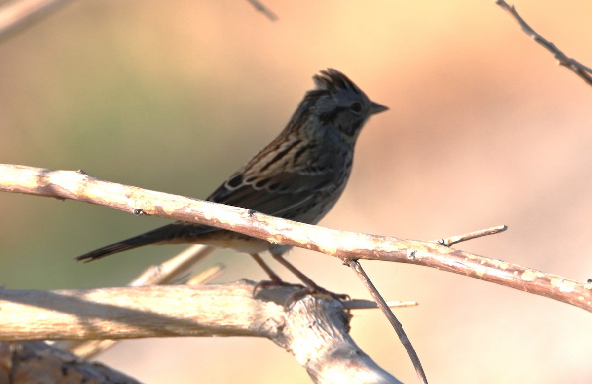 Lincoln's Sparrow - ML624556454