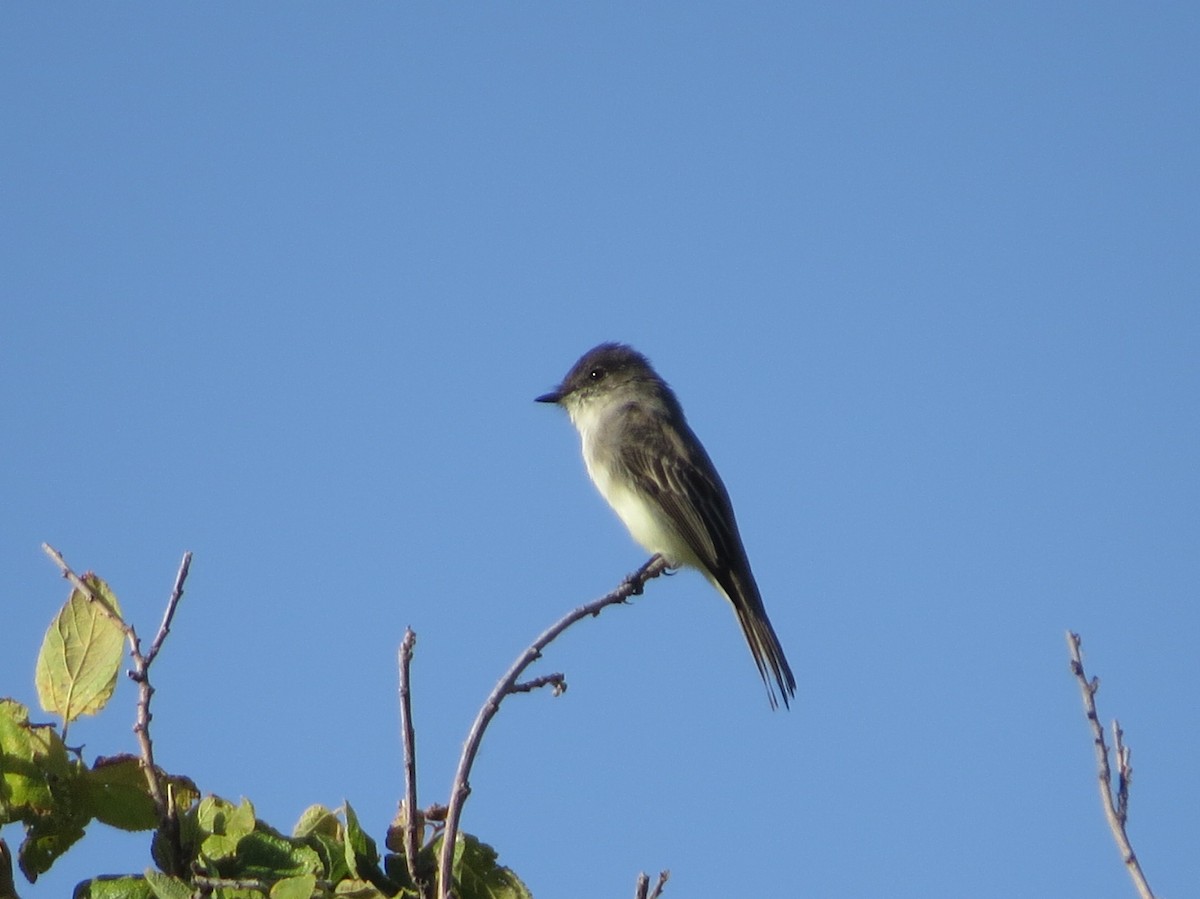 Eastern Phoebe - ML624556457