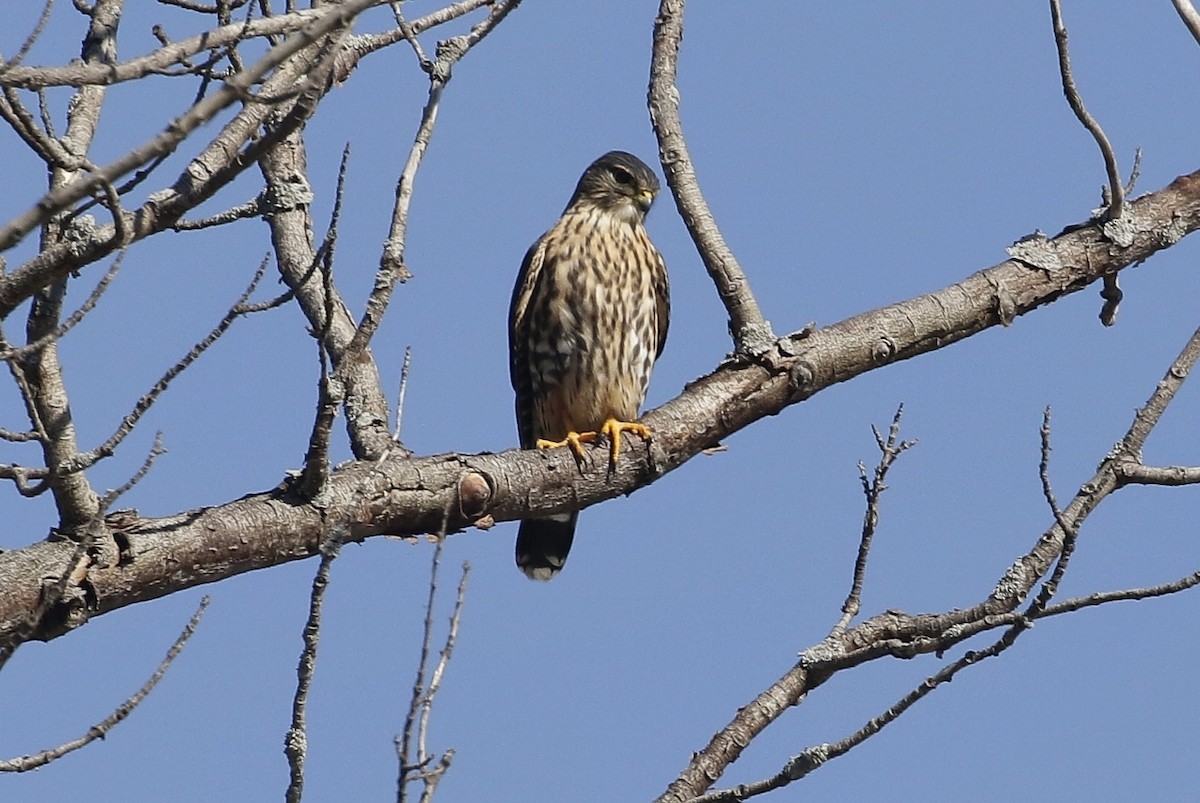 Merlin - Phillip Odum