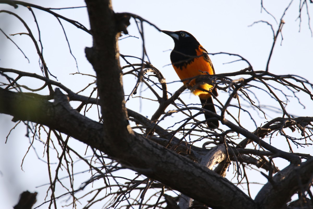 Venezuelan Troupial - ML624556496