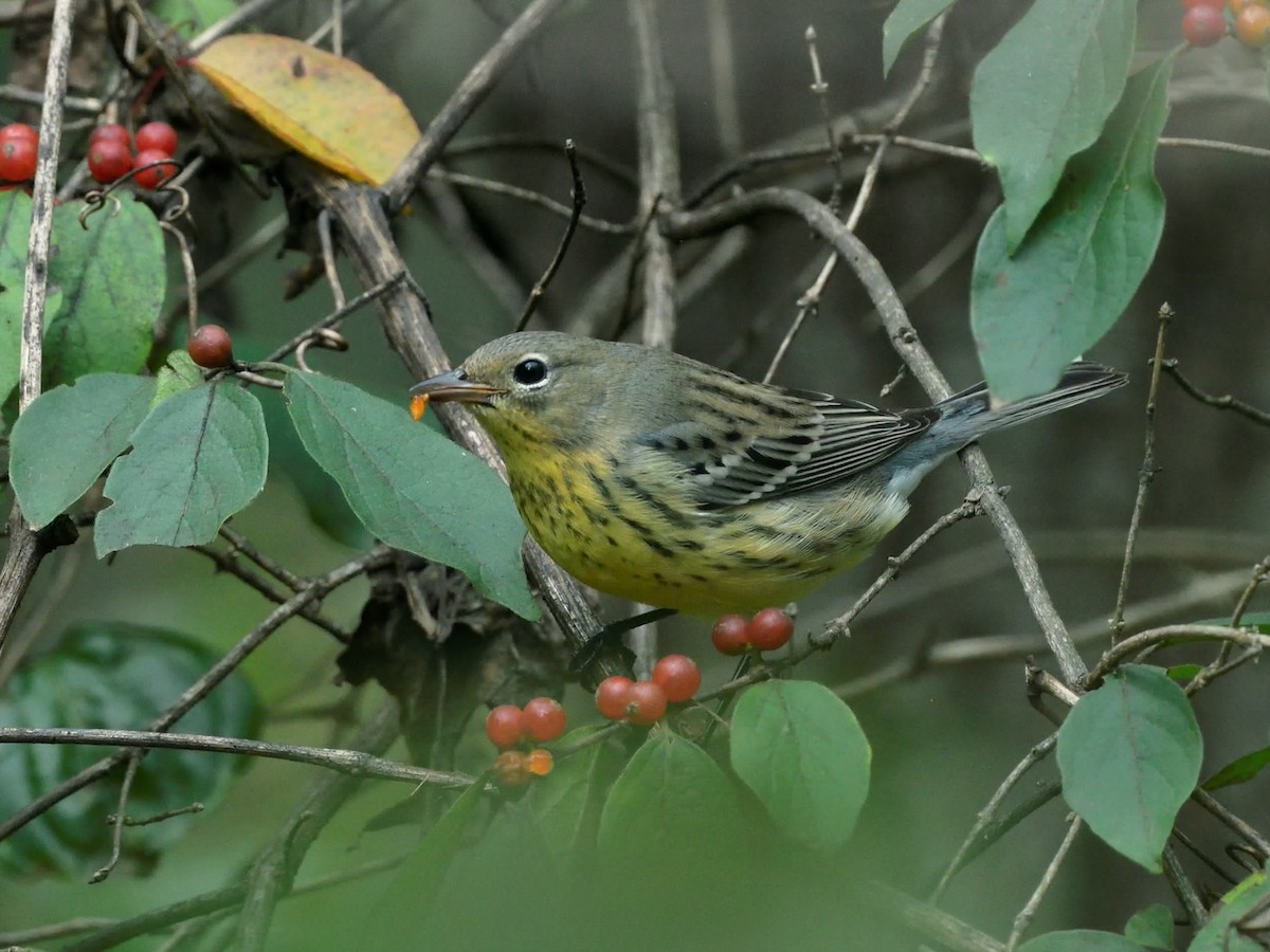 Kirtland's Warbler - Bob Epperson