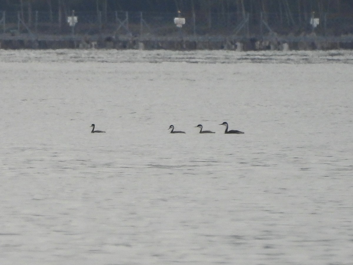 Western Grebe - ML624556521