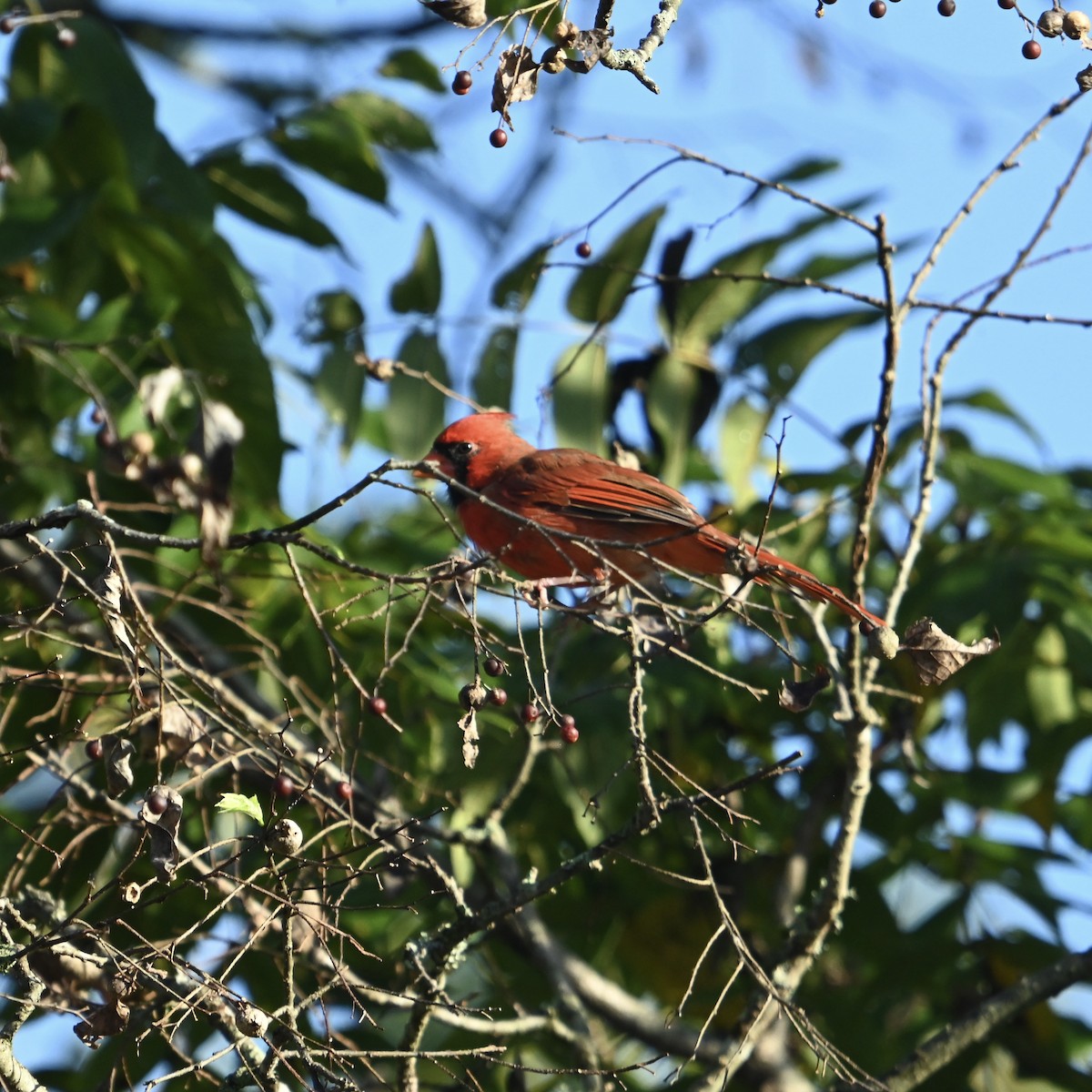 Northern Cardinal - ML624556528