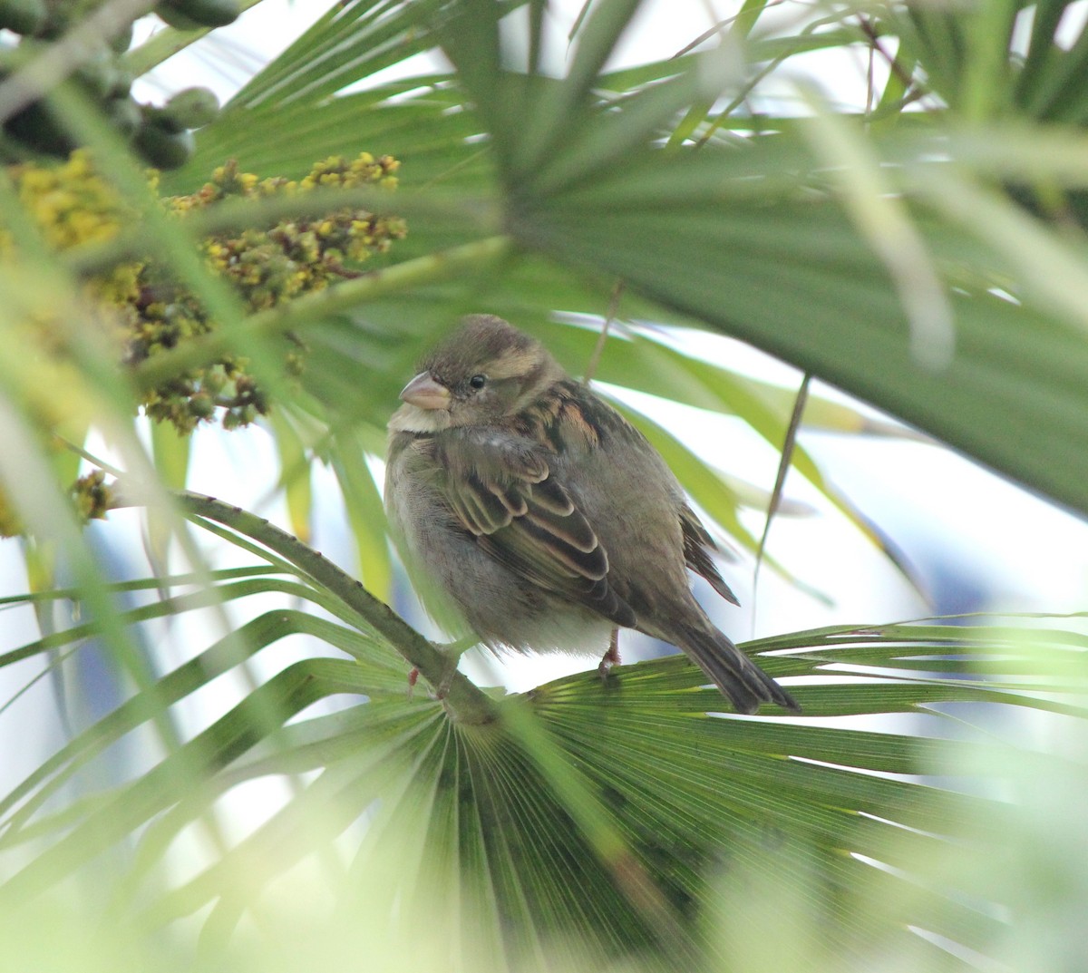 House Sparrow - ML624556564