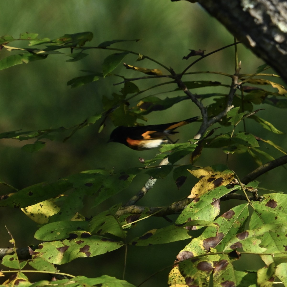American Redstart - ML624556575