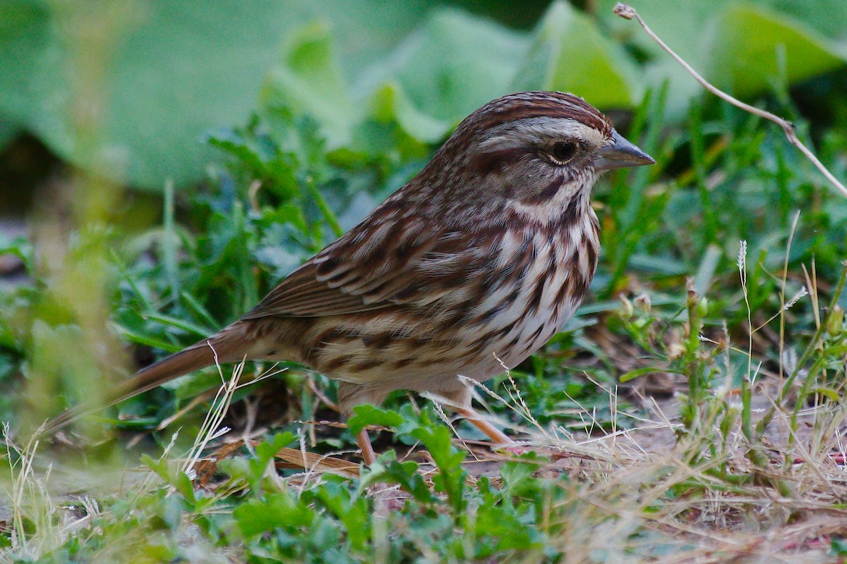 Song Sparrow - ML624556611