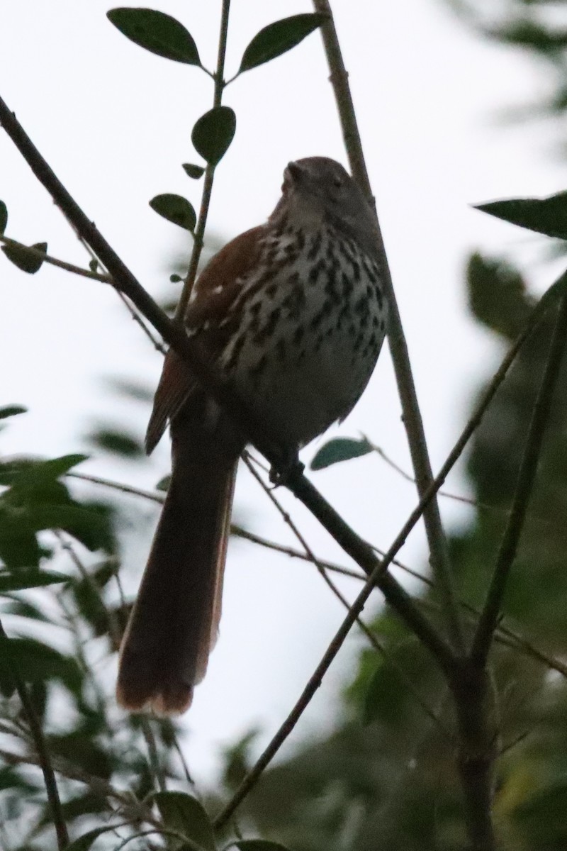 Brown Thrasher - ML624556612