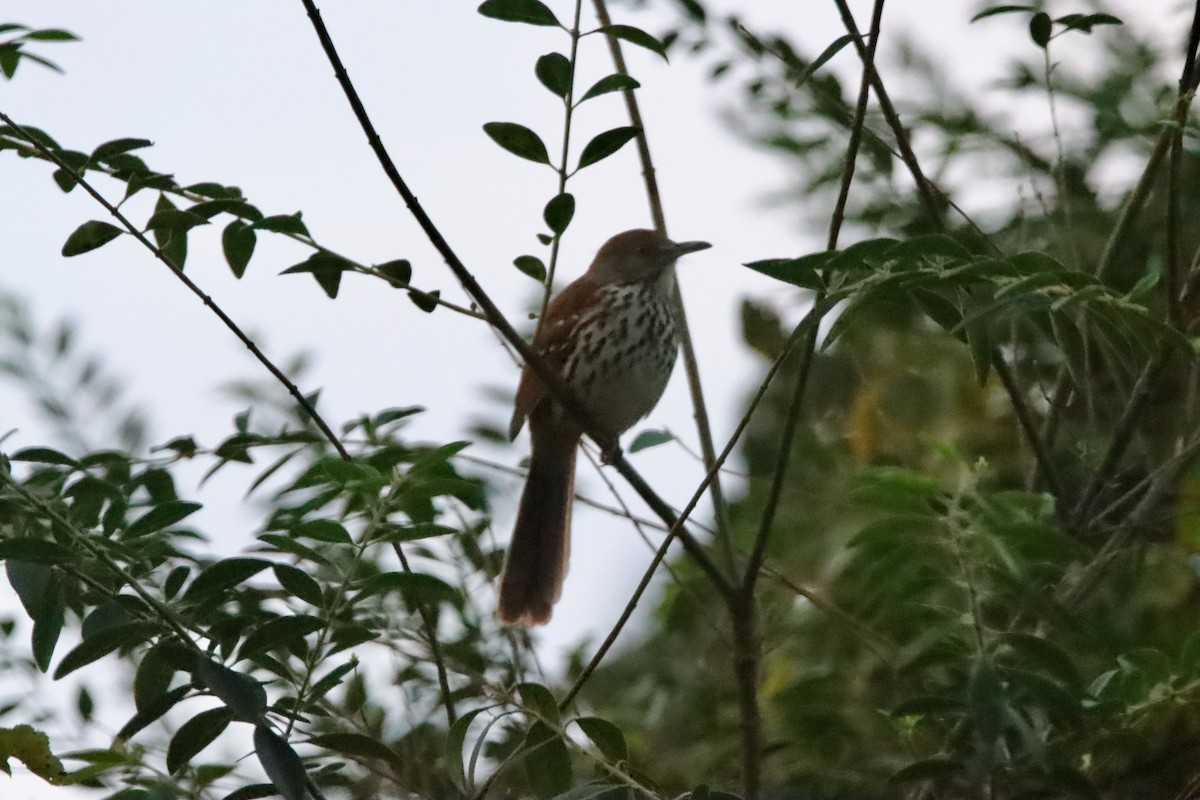 Brown Thrasher - Kevin Shaw