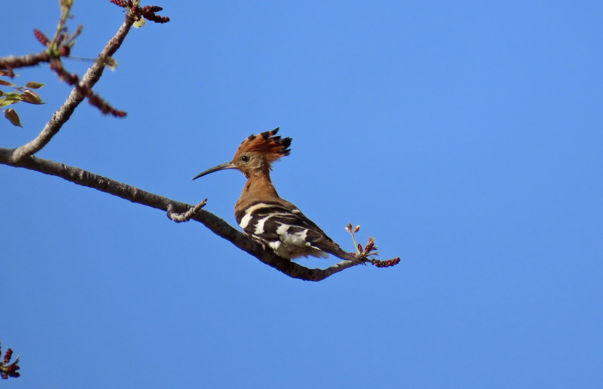 Eurasian Hoopoe - ML624556614