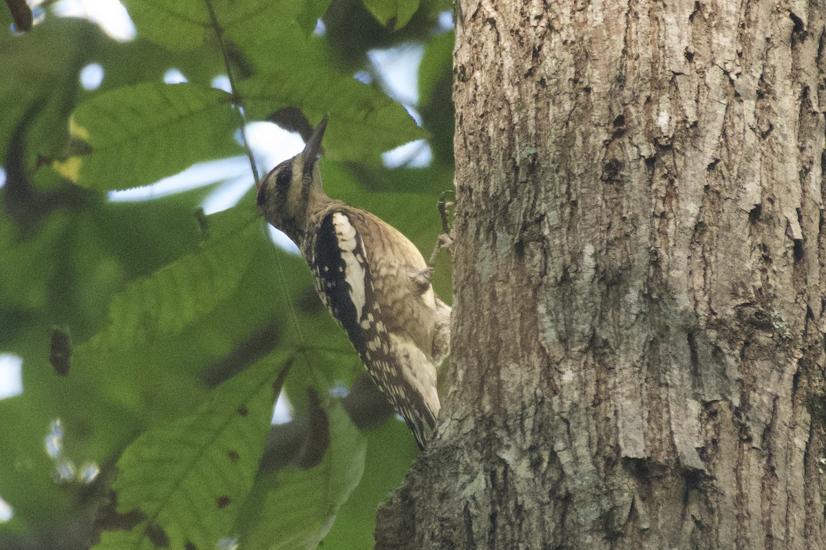 Yellow-bellied Sapsucker - ML624556616