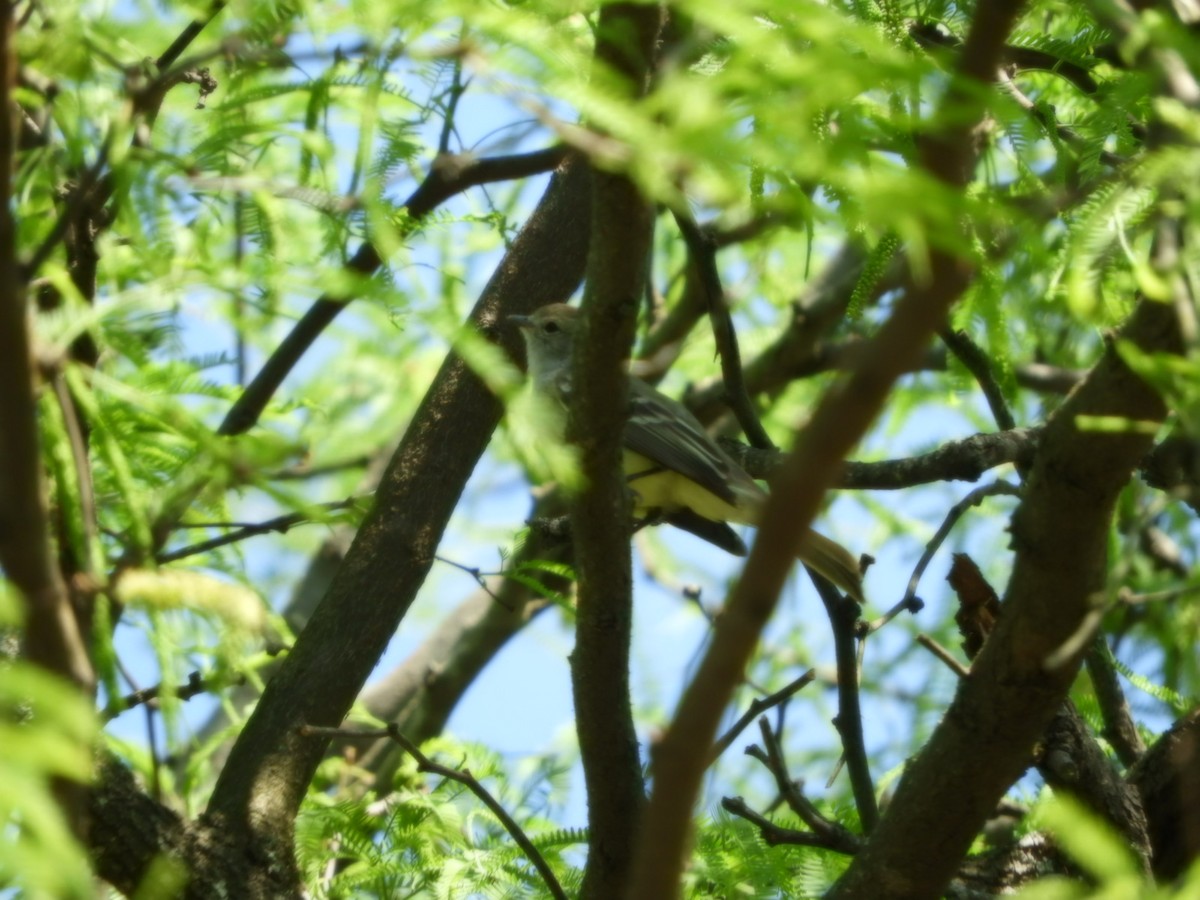 Greenish Elaenia - Silvia Enggist