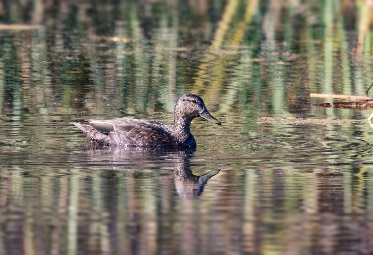 American Black Duck - ML624556622