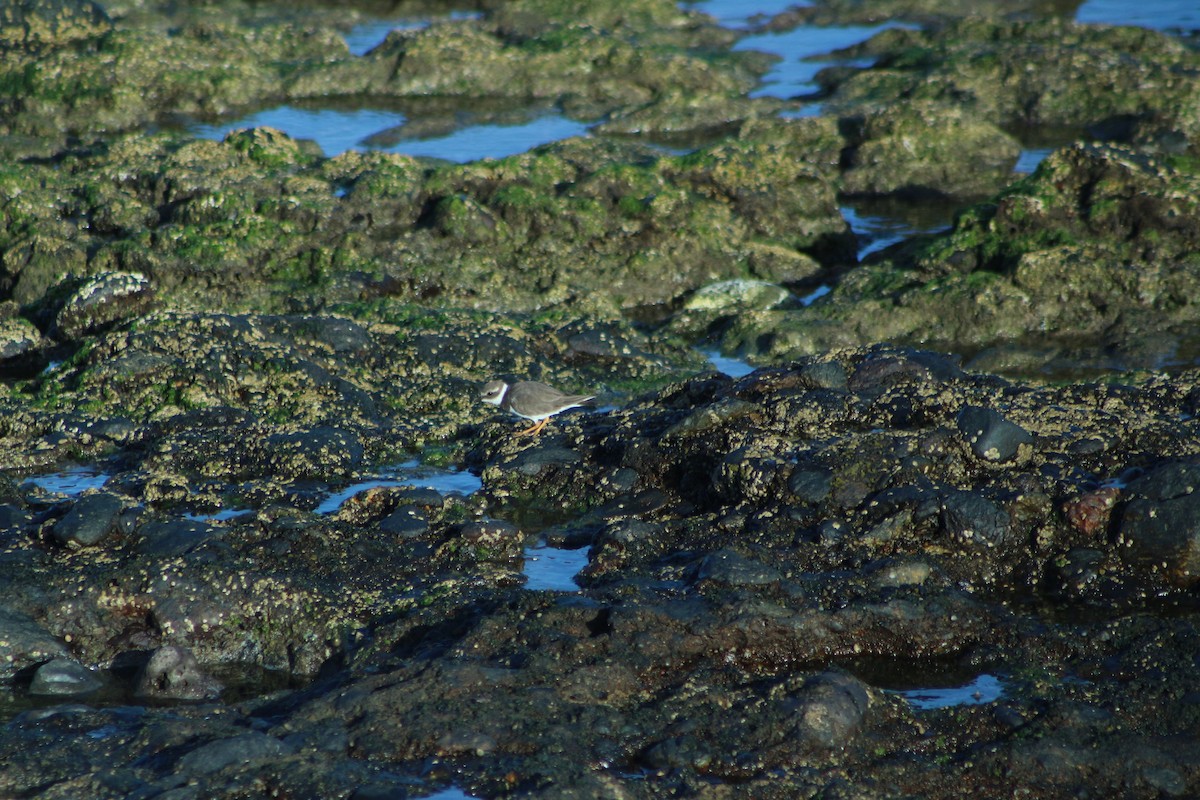 Common Ringed Plover - ML624556623