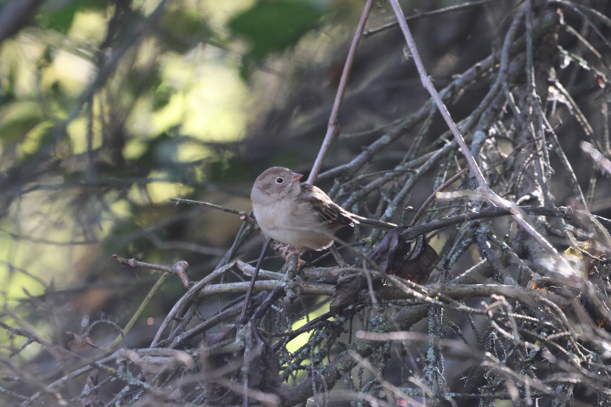 Field Sparrow - ML624556625