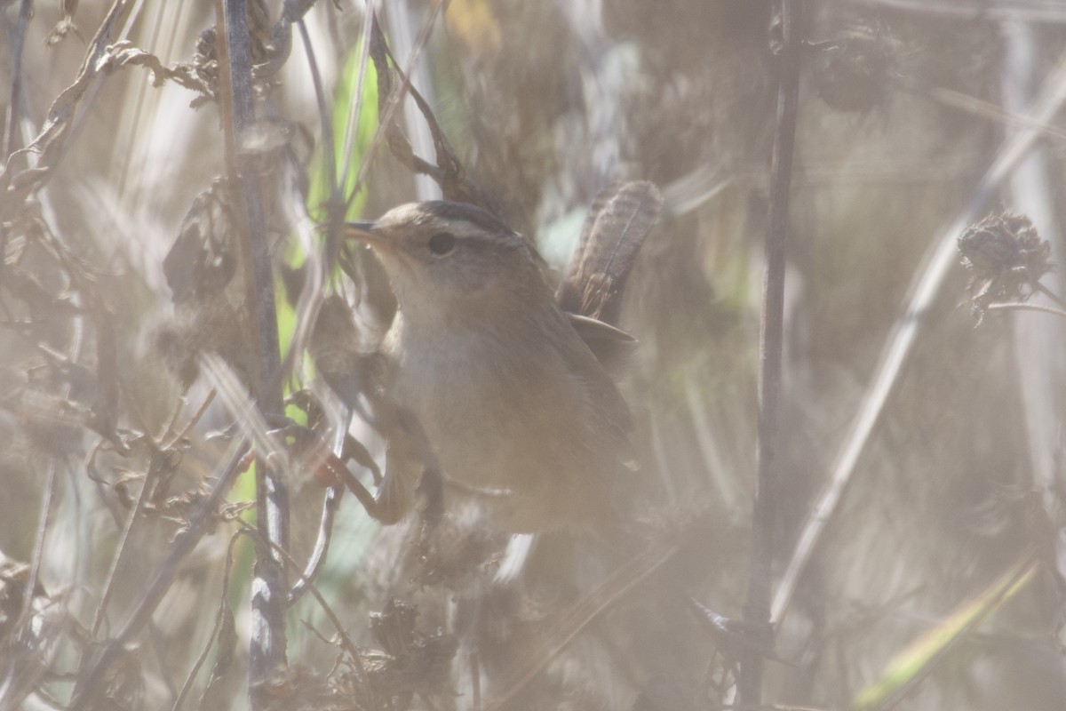 Marsh Wren (palustris Group) - ML624556626