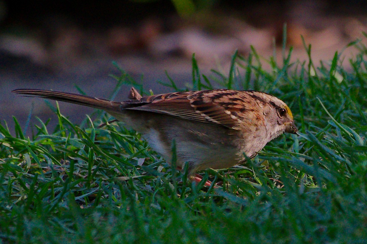 White-throated Sparrow - ML624556627