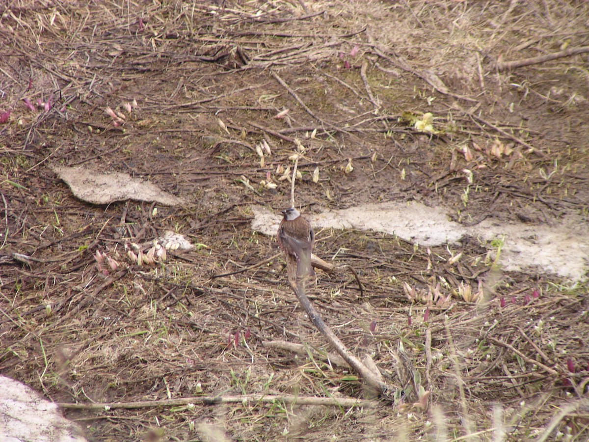 Gray-crowned Rosy-Finch - ML624556628