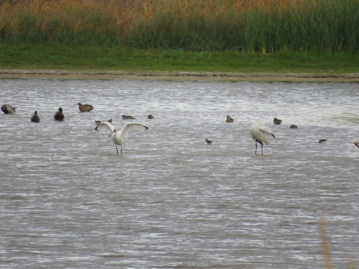 Eurasian Spoonbill - ML624556629